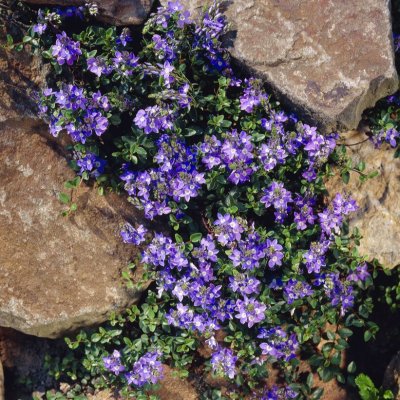 Veronica armena, Veronika