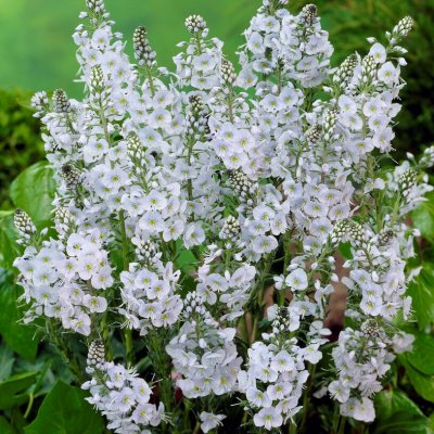Veronica gentianoides Tissington White, Porslinsveronika, SQ1