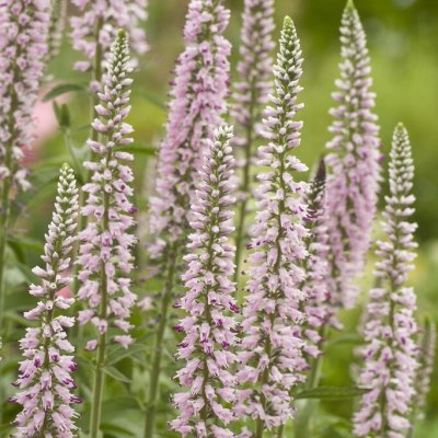 Veronica longifolia Pink Eveline ®, Strandveronika