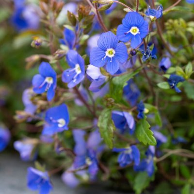Veronica peduncularis Georgia Blue, Kaukasisk Teveronika, P9cm