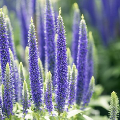Veronica spicata Nana Blauteppich, Axveronika