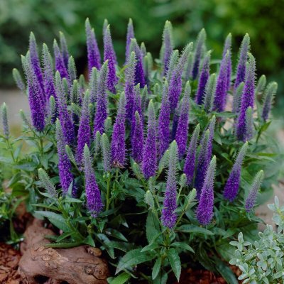 Veronica spicata Ulster Dwarf Blue, Axveronika, barrot 3st