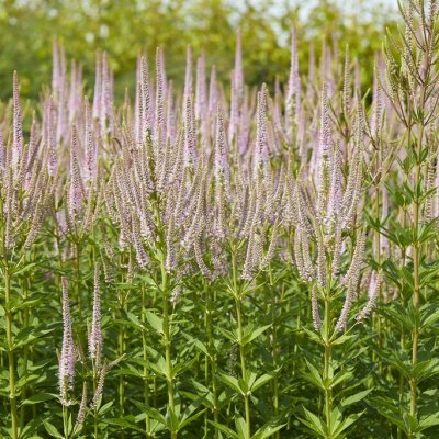 Veronicastrum virginicum Challenger