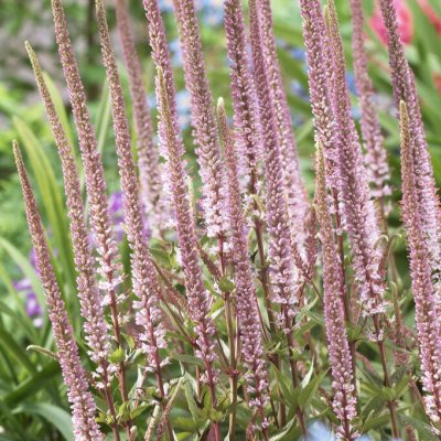 Veronicastrum virginicum Kleine Erica, Kransveronika