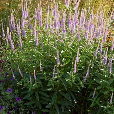Veronicastrum virginicum Lavendelturm, Kransveronika, P9cm