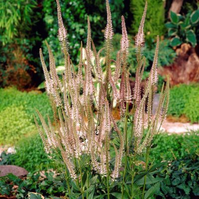 Veronicastrum virginicum Pink Glow, Kransveronika, C11,5cm