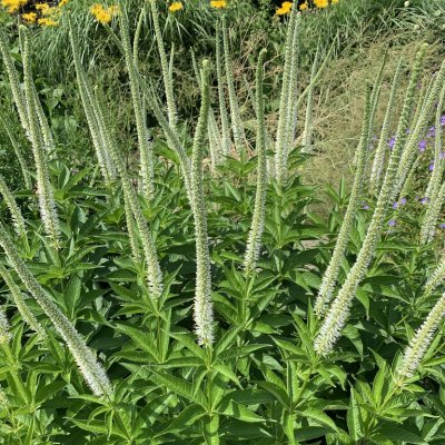 Veronicastrum virginicum White Apollo