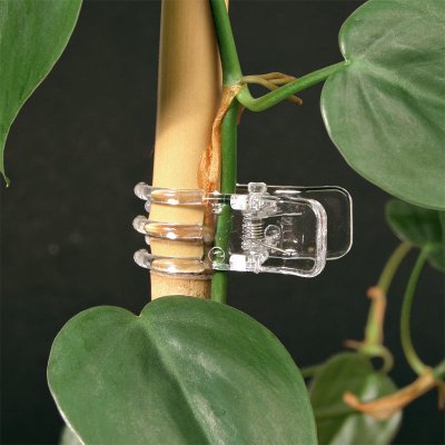 Orkidéclips 12-pack