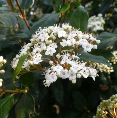 Viburnum tinus, Lagerolvon, 50 stam C10