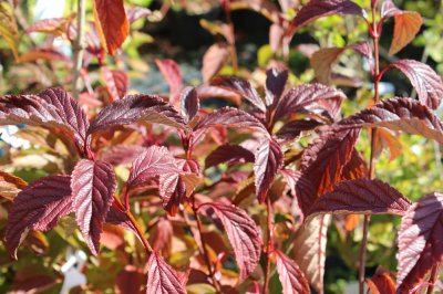 Viburnum bodnantense Charles Lamont, Hybridkejsarolvon, 40-50 C3