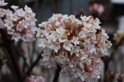Viburnum bodnantense Charles Lamont, Hybridkejsarolvon, 40-50 C3