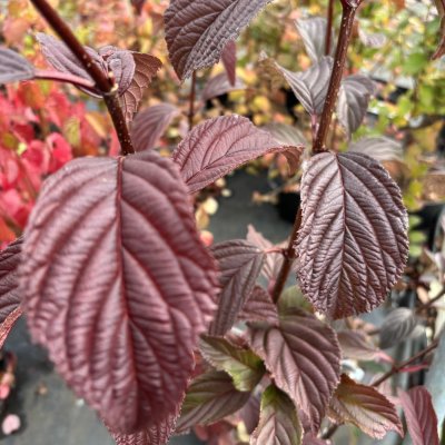 Viburnum bodnantense Dawn