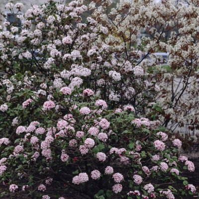 Viburnum carlesii, Luktolvon
