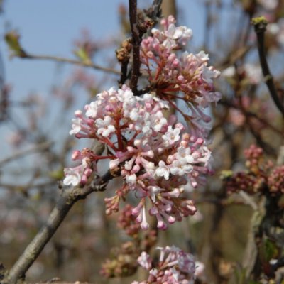 Viburnum farreri December Dwarf, Kejsarolvon