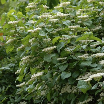 Viburnum furcatum, Japansk gaffelolvon