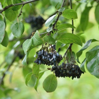 Viburnum lentago, Glansolvon, busk co