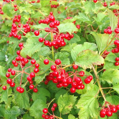 Viburnum opulus Compactum, Dvärgolvon, 40-50 C3