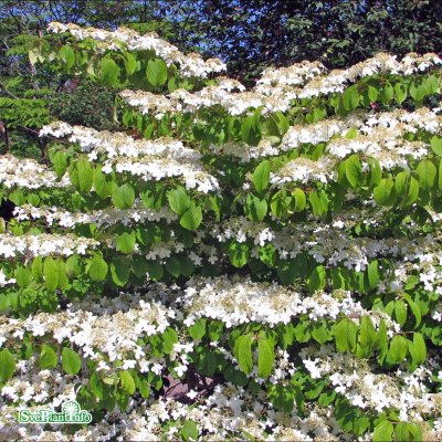 Viburnum plicatum Mariesii, Japanskt Olvon, 90 stam C7,5