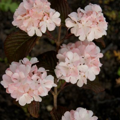 Viburnum plicatum Rosace (Pink Sensation), Japansk Snöbollsbuske, 30-40 C4