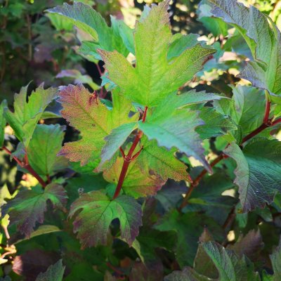 Viburnum trilobum Wentworth ®, Amerikanskt olvon