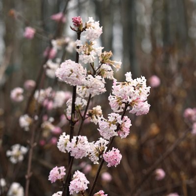 Viburnum x bodnantense Charles Lamont