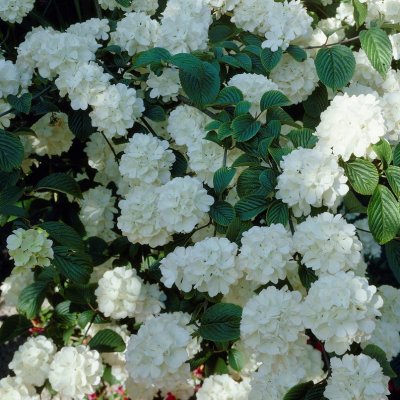 Viburnum x burkwoodii, Hybridolvon, 40-50 C3