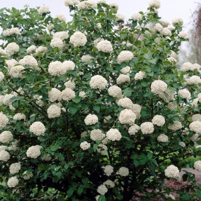 Viburnum carlcephalum