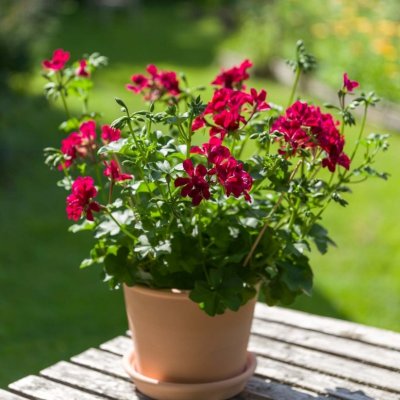 Hängpelargon Villetta Burgundy, kruka