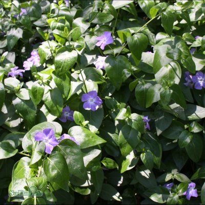 Vinca major, Stor Vintergröna, P9cm