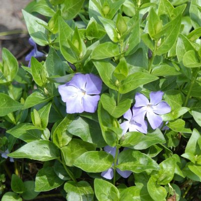 Vinca major, Stor Vintergröna, P9cm