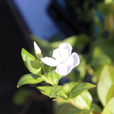 Vinca major Alba, Stor Vintergröna, P9cm