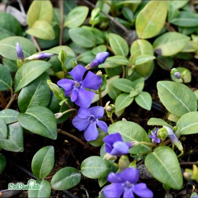 Vinca minor, Vintergröna, P9cm