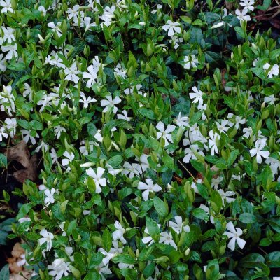 Vinca minor Alba, Vintergröna, C11cm