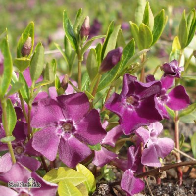 Vinca minor Atropurpurea, Vintergröna, P9cm