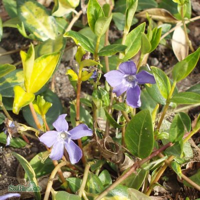 Vinca minor Illumination ®, Vintergröna, P9cm