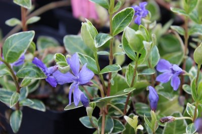 Vinca minor Ralph Shugert, Vintergröna, P9cm