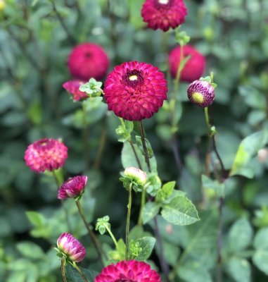 Dahlia Pompon Hapet Vino 1st