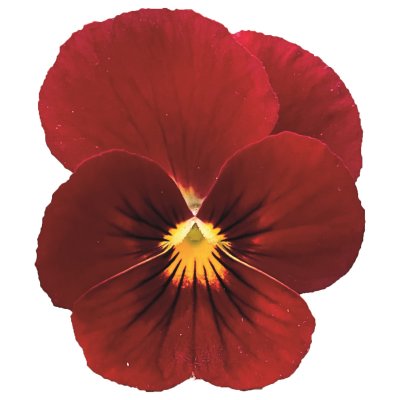 Viola cornuta Sorbet® XP Red