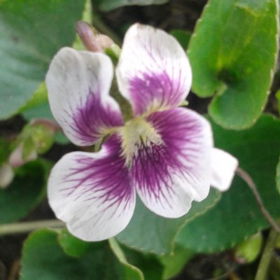 Viola sororia Alice Witter, Fjärilsviol, P9cm