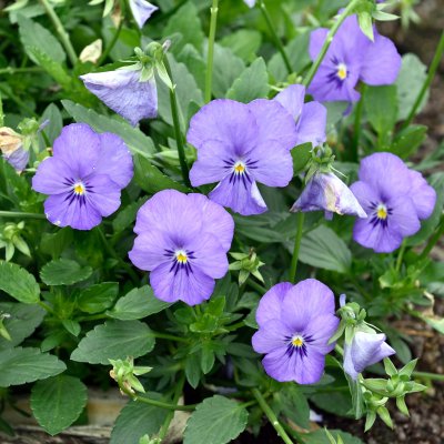 Viola x williamsii Lillemor, Bukettviol