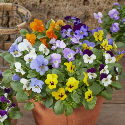 Viola cornuta Tasty Mix, Pensé