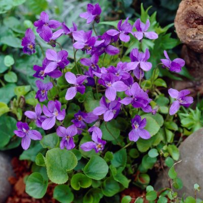 Viola odorata Königin Charlotte, Luktviol, C11cm