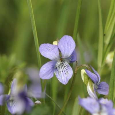 Viola reichenbachiana, Lundviol