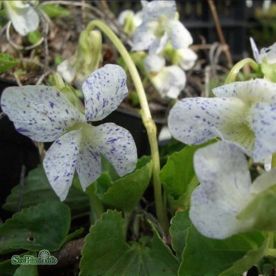 Viola sororia Freckles, Fjärilsviol, P9cm