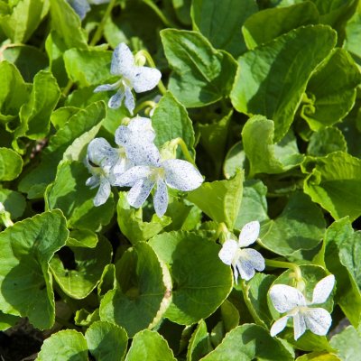 Viola sororia Freckles, Fjärilsviol, P9cm