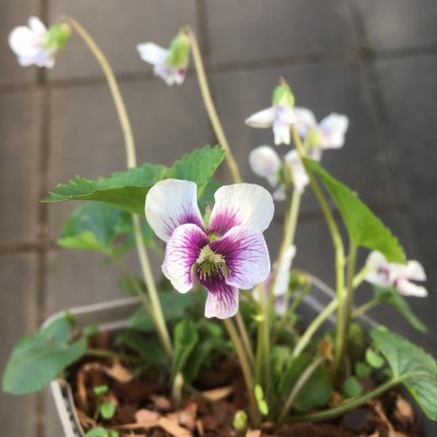 Viola sororia Hungarian Beauty, Fjärilsviol, P9cm