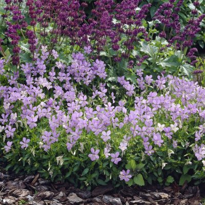 Viola x williamsii Boughton Blue, Bukettviol