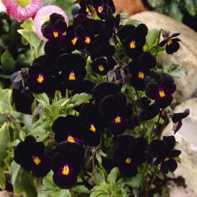 Viola x williamsii Bowles Black, Bukettviol