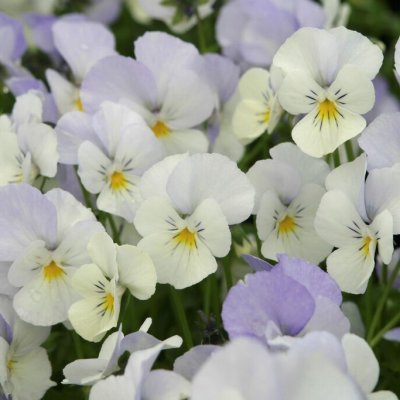 Viola x williamsii Milkmaid, Bukettviol, P9cm
