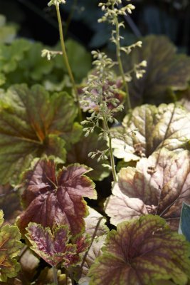 Heuchera hybr. Delta Dawn
